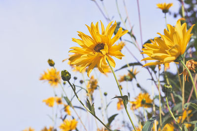 Close-up of yellow flowers blooming outdoors