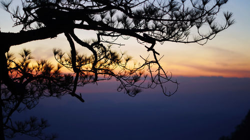 Low angle view of silhouette bare tree against sky at sunset