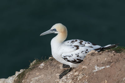 Close-up of seagull perching on rock