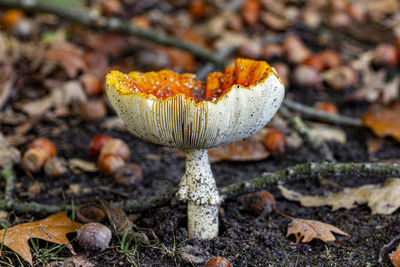 Close-up of mushroom growing on field