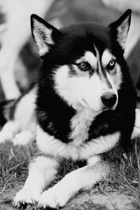Close-up portrait of cat