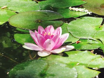 Close-up of lotus water lily in lake