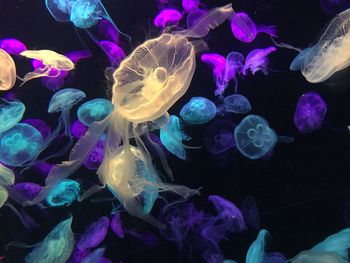 Close-up of jellyfish swimming in aquarium