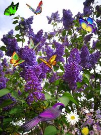 Close-up of butterfly pollinating on purple flowering plant