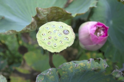 Close-up of purple water lily