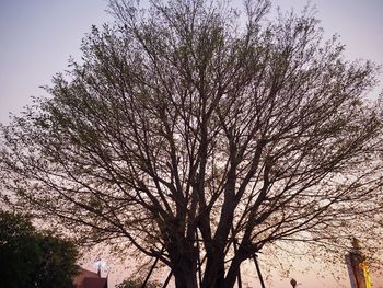 Low angle view of tree against sky