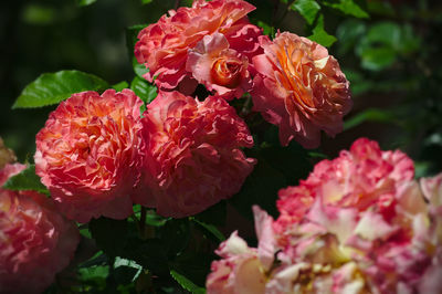 Close-up of pink flowers blooming outdoors