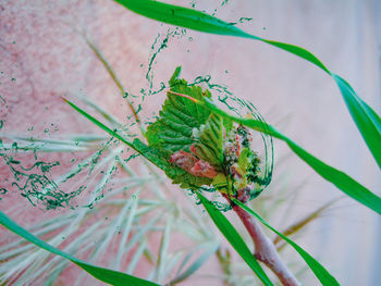 High angle view of plant leaves on twig