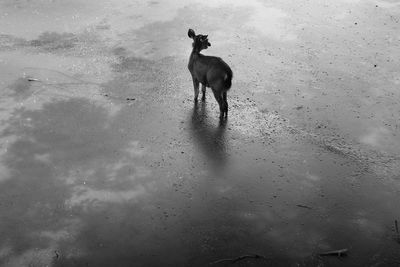 Dog on water against sky