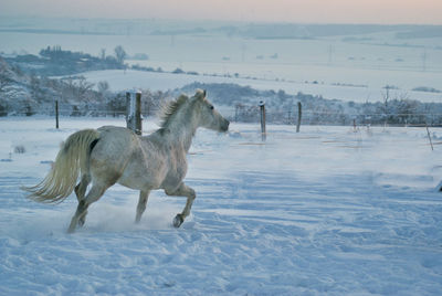 Horse standing on snow covered land