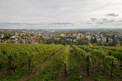 Scenic view to the german city of wiesbaden seen from neroberg