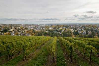 Panoramic view of vineyard against sky