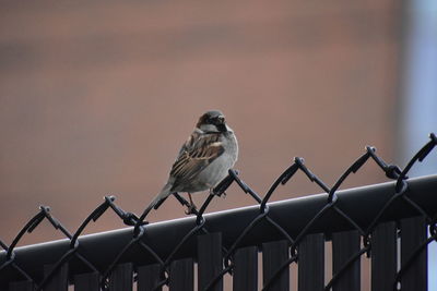 Close-up of bird perching outdoors