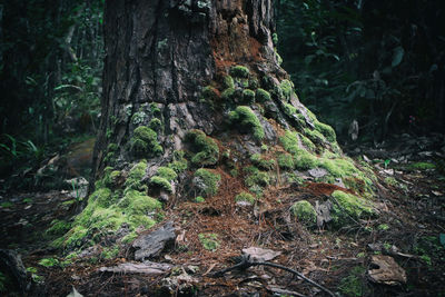 Moss growing on tree trunk in forest