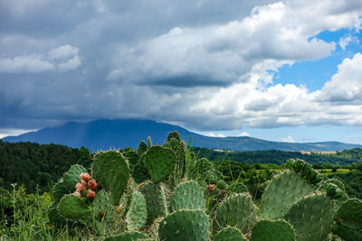 Cactus plants growing on land against sky