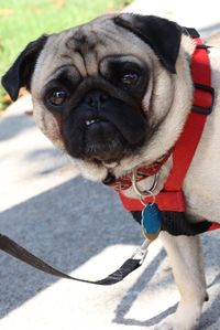 Close-up portrait of pug