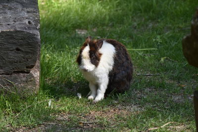 View of a rabbit on field