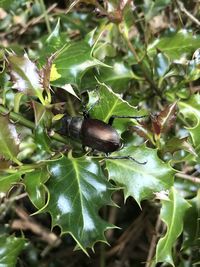 Close-up of insect on plant