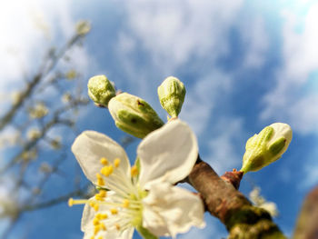 Close-up of white flowers against sky