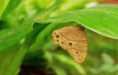 Close-up of butterfly on plant