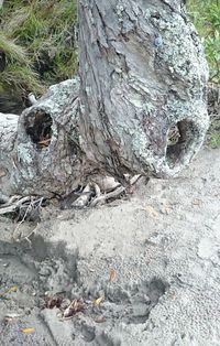 Close-up of tree trunk