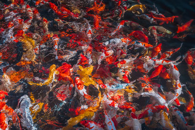 High angle view of koi carps swimming in pond