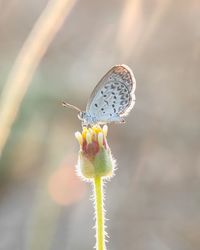 Close-up of butterfly pollinating on flower