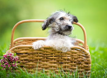 Small dog in basket