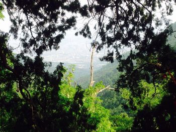 Trees in forest