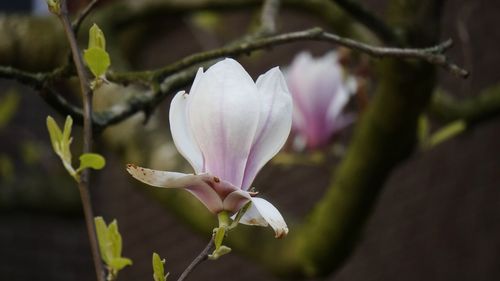 Close-up of white pink flower buds