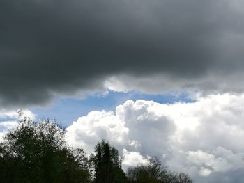 Low angle view of trees against sky