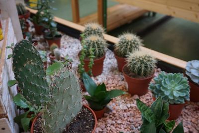 High angle view of cactus plants in greenhouse