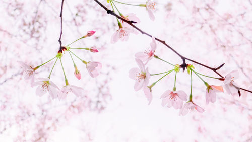 Close-up of pink cherry blossoms in spring