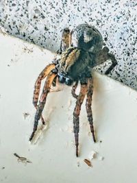 Close-up of spider