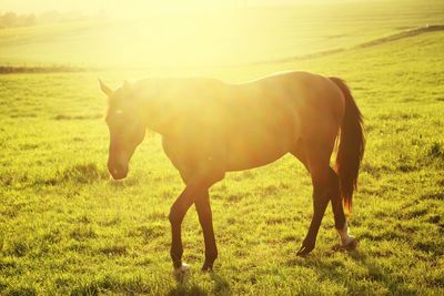 Horse on field