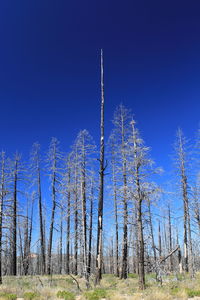 Trees on field against clear sky