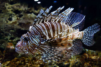 Close-up of fish swimming in sea