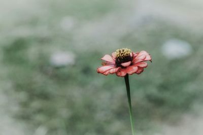 Close-up of red flowers
