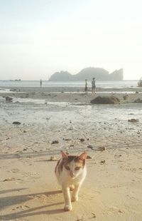 Portrait of dog on beach against clear sky