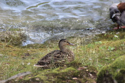 Mallard duck in a water