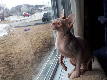 Dog looking through window