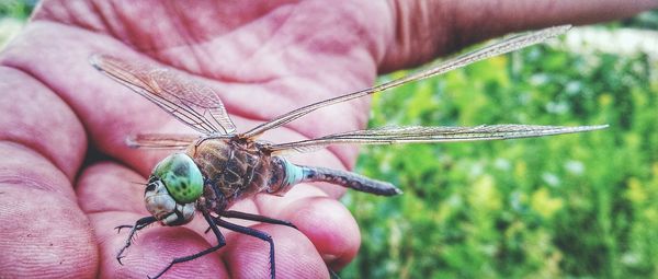 Close-up of hand holding insect