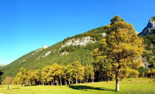 Trees on landscape against clear blue sky