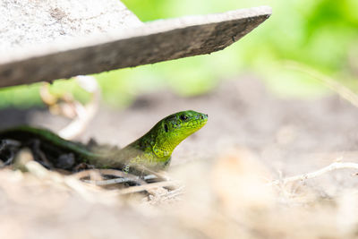 Close-up of lizard on a land