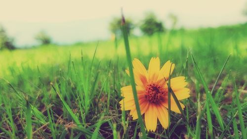 Close-up of yellow flower on field