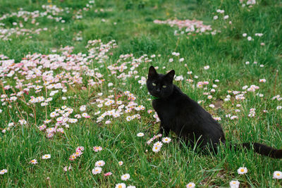 Beautiful black cat with green eyes sits on a meadow grass, walks in the open air