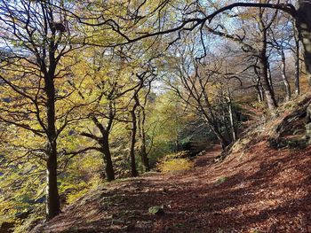 Trees in forest during autumn