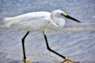 Bird on bradenton beach