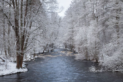 Bare trees by river in forest during winter