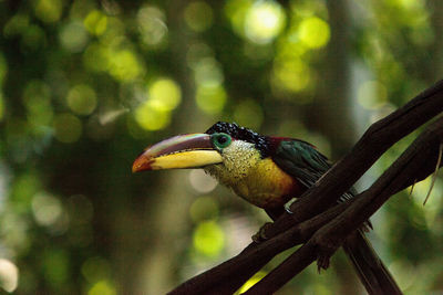 Close-up of bird perching on tree